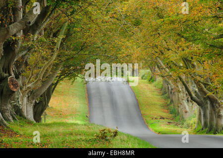 Una vista del beech avenue vicino Badbury anelli, Dorset, Regno Unito Foto Stock