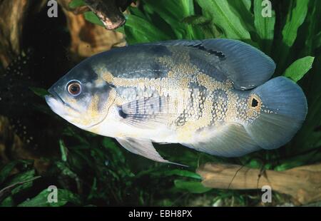 L'oscar oscar cichlid, velluto cichlid (Astronotus ocellatus). Foto Stock