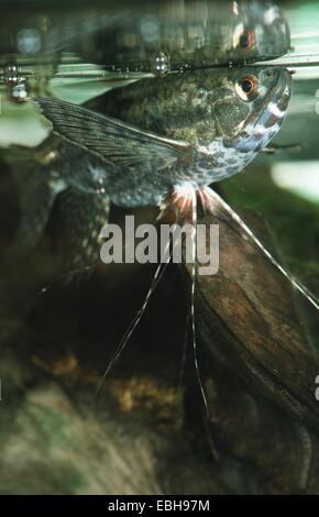 Pesci farfalla, butterflyfish, butterflyfish acqua dolce (Pantodon buchholzii). Foto Stock