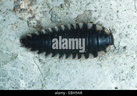 Red-breasted carrion beetle (Oiceoptoma thoracicum). Foto Stock