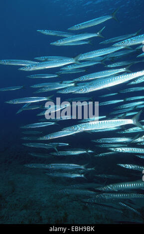 Barracuda mediterranei, Europeo barracuda (Sphyraena sphyraena). Foto Stock