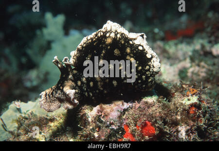 Grandi macchie di mare (lepre Aplysia dactylomela). Foto Stock
