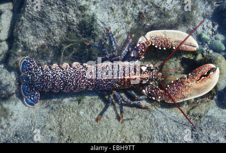 Aragosta comune, europea artigliato aragosta, Maine Astici (Homarus gammarus). Foto Stock