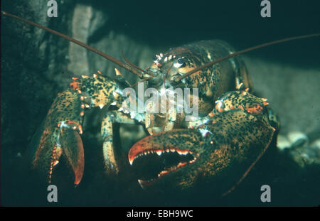 Aragosta comune, europea artigliato aragosta, Maine Astici (Homarus gammarus). Foto Stock