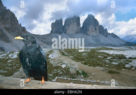 Gracchio alpino (Pyrrhocorax graculus), di fronte a Tre Cime di Lavaredo, Italia, NP Dolomiti di Sesto, 01.08.2002. Foto Stock