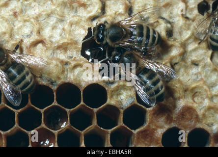 Il miele delle api (Apis mellifera), i lavoratori su favi. Foto Stock