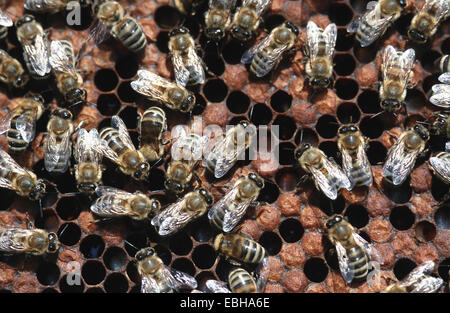 Il miele delle api (Apis mellifera), i lavoratori su favi. Foto Stock