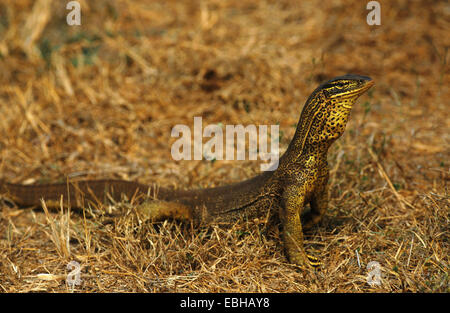 Gould monitor, monitor di sabbia, sabbia, goanna bungarra (Varanus gouldii), laterale, Australia Northern Territory, Kakadu Np Foto Stock