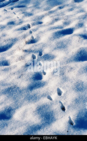 Coniglio europeo (oryctolagus cuniculus), cibo di stampe in snow, Germania, Amburgo, Geesthacht Foto Stock