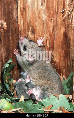 Moscardino commestibili, commestibili nessuno ghiro, grasso ghiro, scoiattolo-tailed ghiro (Glis glis), con youngs nella cavità. Foto Stock