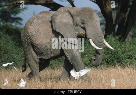 Elefante africano (Loxodonta africana), passeggiate a erba, con guardabuoi. Foto Stock