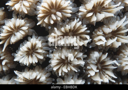 Crystal coral (Galaxa fascicularis). Foto Stock