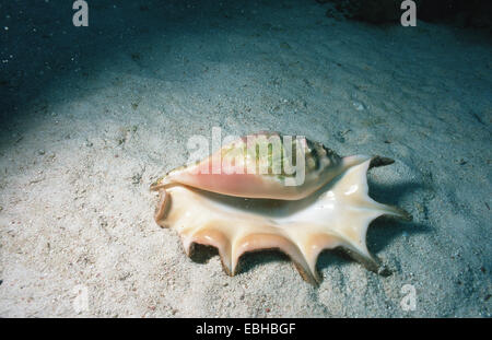 Il ragno comune conch, liscio spider conch (Strombidi strombidi). Foto Stock