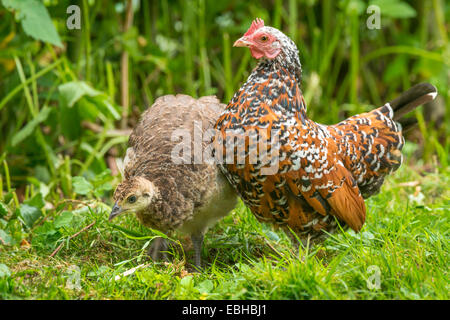 Peafowl comune, peafowl indiano, peafowl blu (Pavo cristatus), chick con un pollo nano, in Germania, in Renania settentrionale-Vestfalia Foto Stock