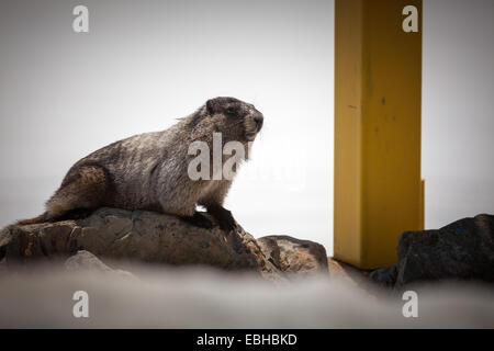 Annoso marmotta, Whistler, British Columbia, Canada, America del Nord. Foto Stock