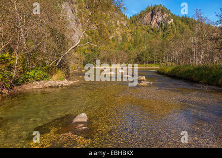 Salmone atlantico, ouananiche, lago di salmone atlantico, senza sbocco sul mare salmone, la Sebago salmone (Salmo salar) e salmone chiaro fiume, Norvegia, Nordland, Glomelva Foto Stock