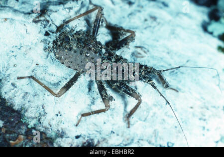 Mascherato bug hunter (fly bug) (Reduvius personatus). Foto Stock