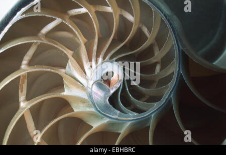 Chambered nautiluses, perlacea nautiluses (Nautilus spec.), sezione attraverso la shell. Foto Stock