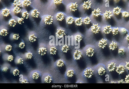 Ripiegate la lattuga coral,scorrimento coral, ritorto lattuga coral* (Turbinaria mesenterina). Foto Stock