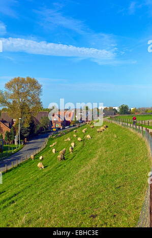 Gli animali domestici delle specie ovina (Ovis ammon f. aries), pecore al pascolo presso la diga di Weser nella contea di Lemwerder Wesermarsch, Germania, Bassa Sassonia Foto Stock