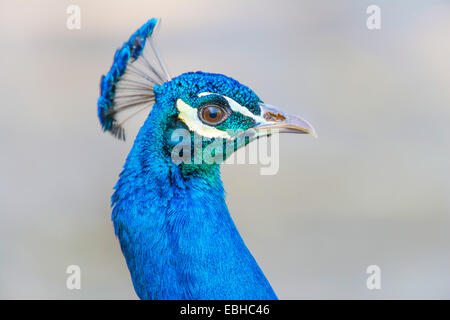 Peafowl comune, peafowl indiano, peafowl blu (Pavo cristatus), pavone, ritratto, in Germania, in Renania settentrionale-Vestfalia Foto Stock