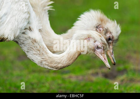 Maggiore rhea (Rhea americana), rhea coppia sui mangimi Foto Stock