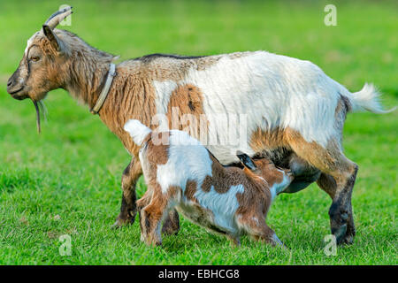 Capra domestica (Capra hircus, Capra aegagrus f. hircus), capretto aspira dalla sua madre, in Germania, in Renania settentrionale-Vestfalia Foto Stock