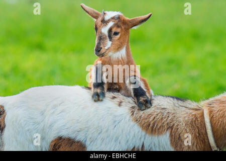 Capra domestica (Capra hircus, Capra aegagrus f. hircus), capretto tenta di salire sulla sua schiena delle madri, in Germania, in Renania settentrionale-Vestfalia Foto Stock