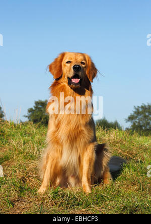 Hovawart (Canis lupus f. familiaris), 16 mesi vecchio cane maschio seduto in un prato , Germania Foto Stock