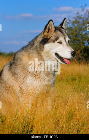 Siberian Husky (Canis lupus f. familiaris), quattro anni cane maschio seduto su erba alta Foto Stock