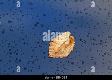 Autumn Leaf su una pioggia-wet cofano del motore di un'auto, Germania Foto Stock