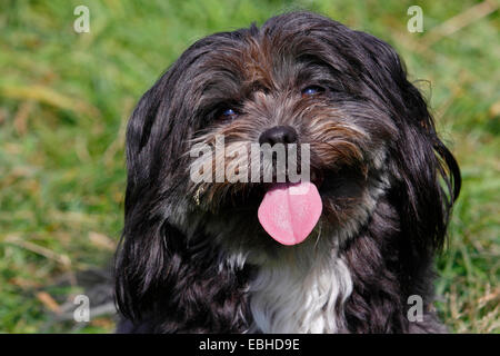 Bolonka Zwetna (Canis lupus f. familiaris), il ritratto di un Bolonka Zwetna razza cane, Germania Foto Stock