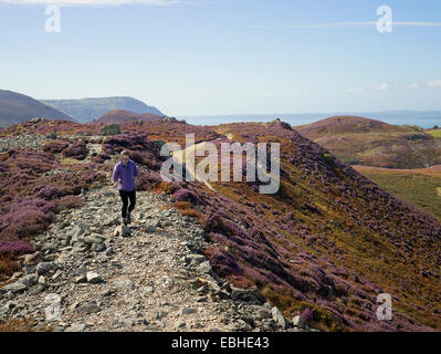 Walker in heather paesaggio, Conwy Mountain, il Galles del Nord Foto Stock