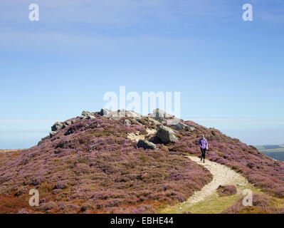 Walker in heather paesaggio, Conwy Mountain, il Galles del Nord Foto Stock