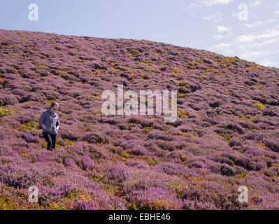 Walker in heather paesaggio, Conwy Mountain, il Galles del Nord Foto Stock