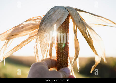 Close up dei maschi di agricoltori mano azienda essiccato di tutoli di mais nel campo Foto Stock