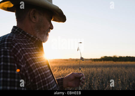 Senior agricoltore maschio cercando in corrispondenza dello stelo dal raccolto di semi di soia, Plattsburg, Missouri, Stati Uniti d'America Foto Stock