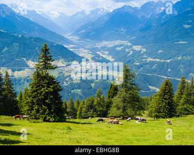 Le mucche al pascolo in un prato vicino a Innsbruck in Austria Foto Stock