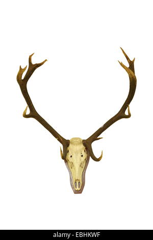 Big Red Deer buck trofeo di caccia isolate su sfondo bianco, degli animali oggetto di caccia in Romania Foto Stock
