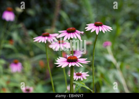Echinacea purpurea 'Rubinstern' fiori in un confine erbacee. Foto Stock