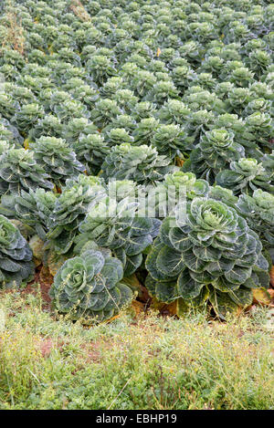 Inglese i cavoletti di Bruxelles alle coltivazioni su una fattoria nel Gloucestershire England Regno Unito Foto Stock