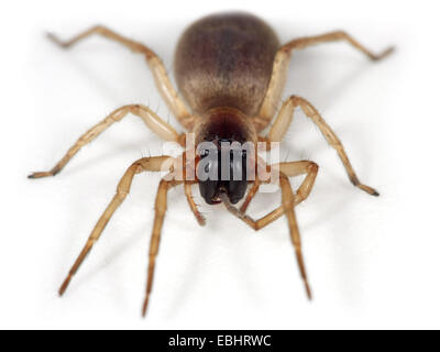 Un Reed Sac spider, Clubiona phragmitis, su sfondo bianco. Reed Sac I Ragni sono parte della famiglia Clubionidae - Sac ragni. Foto Stock