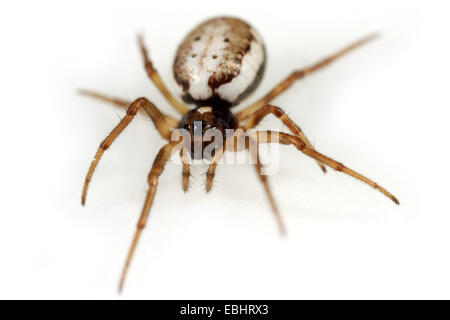 Una femmina orbweaving spider (Hypsosinga albovittata) su sfondo bianco. Orbweaving ragni sono parte della famiglia Araneidae. Foto Stock