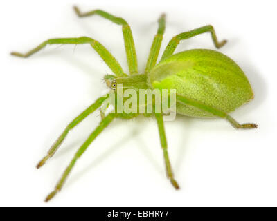 Una femmina verde huntsman spider (Micrommata virescens) su uno sfondo bianco. Parte della famiglia Sparassidae. Foto Stock