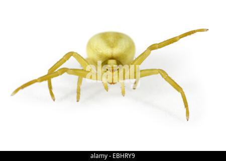 Una femmina di oro ragno granchio, Misumena vatia, su uno sfondo bianco. Parte della famiglia Thomisidae, granchio ragni. Foto Stock