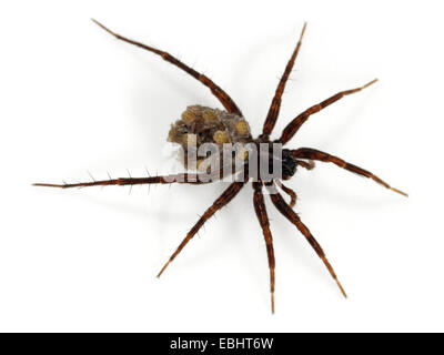 Una femmina Wolf-Spider comune (Pardosa pullata), portando la sua spiiderlings sulla sua schiena, parte della famiglia Lycosidae - Wolf ragni. Foto Stock