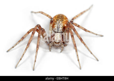 Femmina cespitum Philodromus spider su sfondo bianco. Famiglia Philodromidae, esecuzione di ragni granchio. Foto Stock