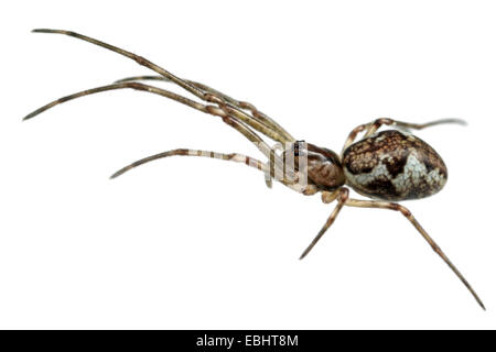 Femmina obtusa Tetragnatha spider su sfondo bianco. Famiglia Tetragnathidae, lunga a ganasce tessitori orb. Foto Stock