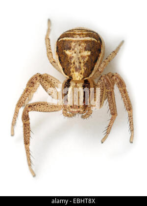 (Xysticus ulmi) femmina Xysticus ulmi spider su sfondo bianco. Famiglia Thomisidae, granchio ragni. Foto Stock