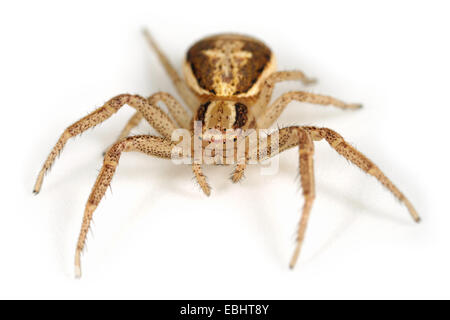 (Xysticus ulmi) femmina Xysticus ulmi spider su sfondo bianco. Famiglia Thomisidae, granchio ragni. Foto Stock